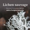 Vitamine D3 Végétale : Complément Alimentaire Immunité